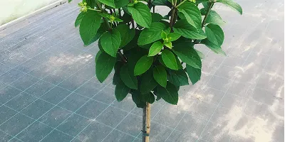Standard hydrangeas