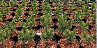 Coniferous shrubs