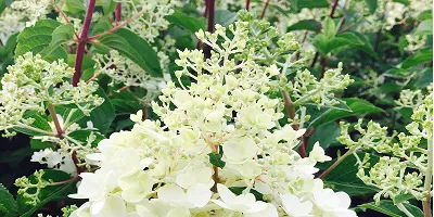Deciduous shrubs