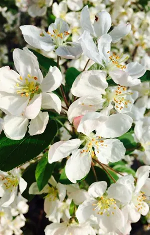 DREWEK plant nursery